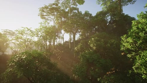 Sun Shining Through Trees in Forest