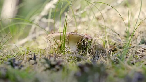 Harvesting mushrooms in a forest