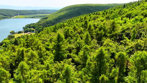 Lush green forest landscape near a lake. Vibrant greenery surrounds a tranquil lake