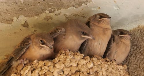 Eurasian crag martin, (Ptyonoprogne rupestris).Chicks waiting for feed in the nest. France.