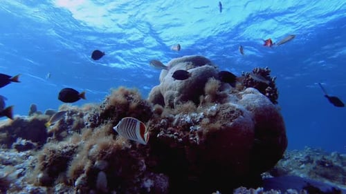 Reef Scene Corals and Fish