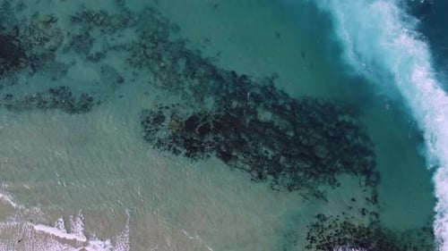 Group of Dusky sharks (Carcharhinus obscurus) in clear blue beach water - birds eye, drone shot