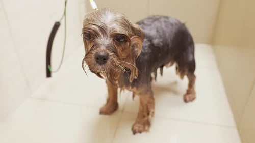 Close-Up of Wet Yorkshire Terrier Dog in Shower
