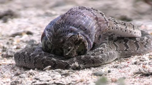 Dasypeltis Scabra, Close Up. African Egg-eating Snake on Dusty Ground Swallowing Egg