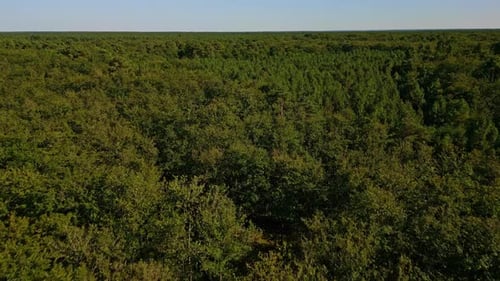Aerial view showcasing the dense, lush green canopy of Chinon Forest stretching endlessly