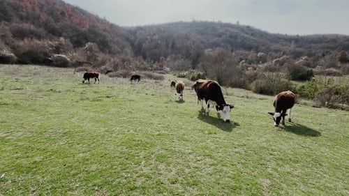 Cows peacefully grazing on a green, open field in a picturesque valley surrounded by hills. A serene