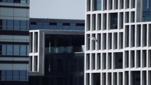 Seagull Flying Over the Harbor Against Buildings of the City Port