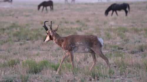 Pronghorn buck moving through the Utah desert