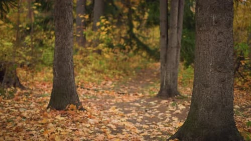 Scenic Autumn Forest with Trees and Dry Leaves on Ground
