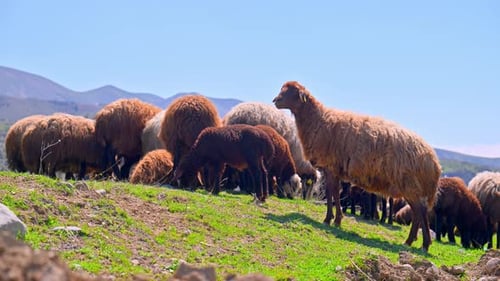 Schafherde frisst Gras an sonnigen Tagen