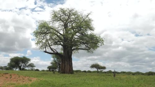 Parallax shot in sandy dry desert savannah nature on safari in Tanzania Africa focus on a Baobab or