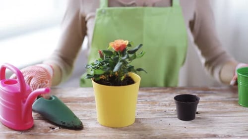 People, Gardening, Flower Planting and Profession Concept - Close Up of Woman