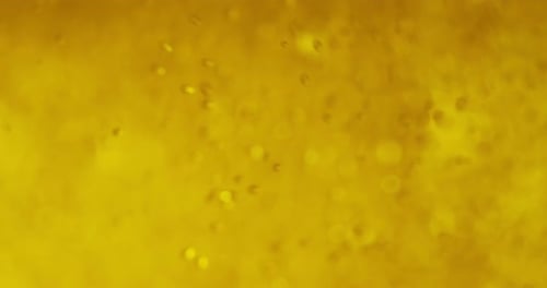 golden icy cold beer in extreme macro foam. clear beverage and bubbles of carbon dioxide.
fresh b