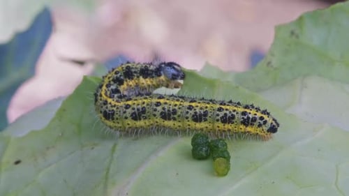 Caterpillar on Cabbage