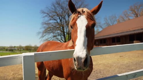 Das Pferd schaut in die Kamera