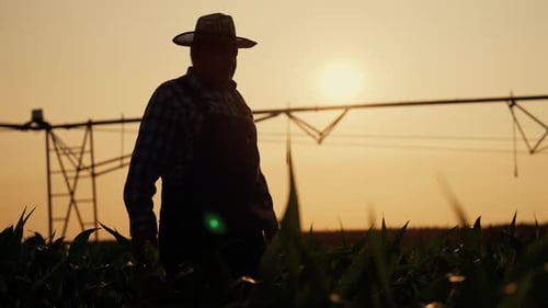 Walk in Farmland Silhouette of Professional Agronomist Against Sunset Sky Irrigation System in