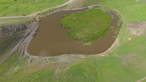 Cows Grazing Near a Heart Shaped Pond in a Green Meadow