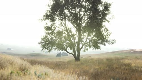 Landscape with a Hill and a Single Tree at Sunrise with Warm Light