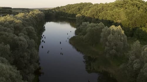 Aerial View on River and Forest