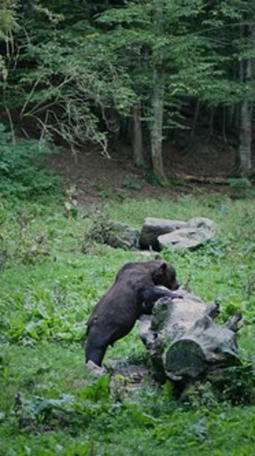 Wild Romanian male brown bear stands eating forest habitat food