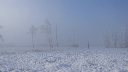 Deep winter landscape. Everything is snowy and white, even the trees are frozen.