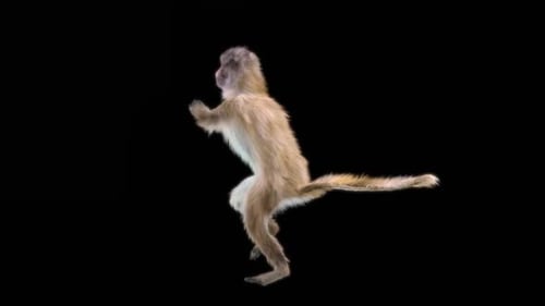 62 Hip Hop Bailando Monkey Dance HD