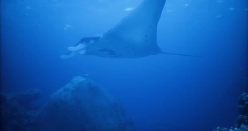 Majestic Manta Ray Gliding Through Deep Blue Ocean Waters on a Tranquil Dive