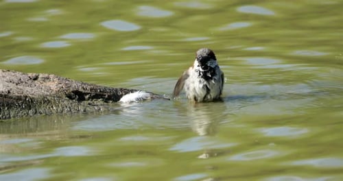 Grooming House sparrow, passer domesticus), France
