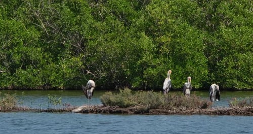 Four individuals resting and preening as they dry their feathers, Painted Stork Mycteria leucocephal
