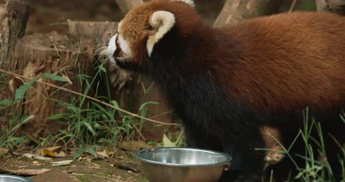Red Panda Eating in Natural Habitat