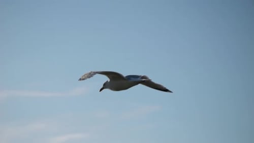 Seagull soars through the air away from camera at 45 degrees. Daytime, sunshine, wide shot.