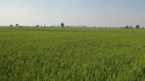 Aerial view of a green wheat field