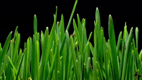 Brilliant Green Grass Growing in the Dark
