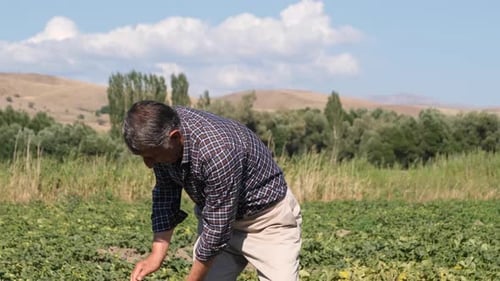Farmer Inspects Ripe Melon in Sunny Field