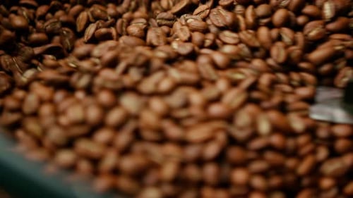 Kaffeeproduktion, der Prozess des Röstens frischer Kaffeebohnen, die Bohnen werden gemischt und gekühlt.