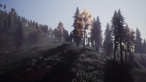 Evergreen Fir Trees with Cones Peaks of French Alps Mountains
