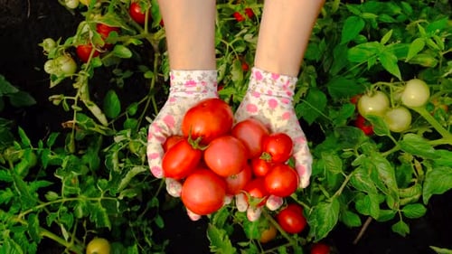 Farmerin sammelt Tomaten im Garten