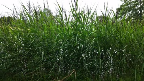 View of tall, pointed grass thicket during daytime.