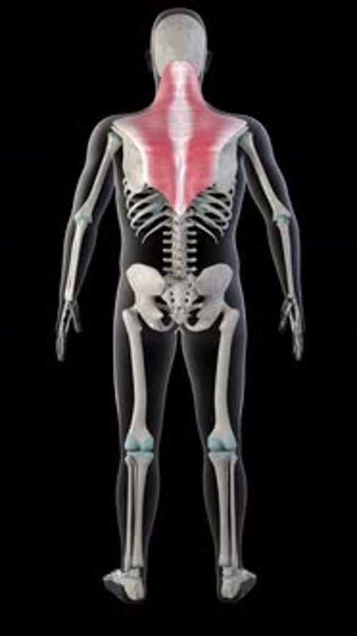 Trapezius Muscles On Whole Human Body Vertical Video