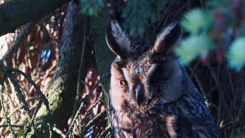 Portrait of sleepy long eared owl resting on Conifer Tree in the forest - wildlife