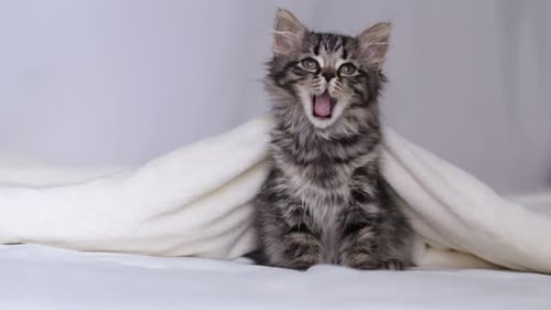 Gray Kitten Yawns Cutely Under White Blanket