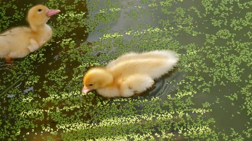 Cute Baby Ducklings Enjoy a Swim in a Pond