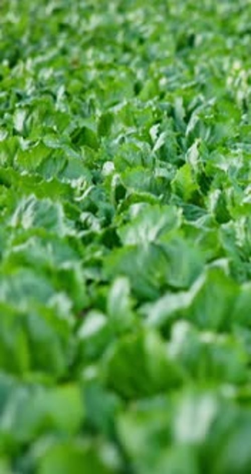 Greenhouse, leafy greens and empty for agriculture with growth, sustainability and seedlings