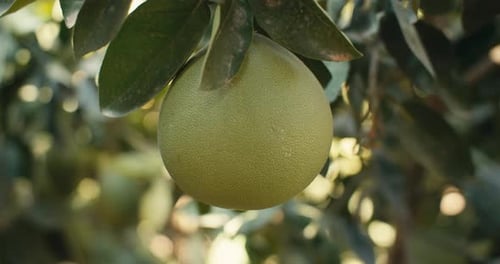 Closeup of a Green Pamela Fruit Ripening on a Tree in the Garden
