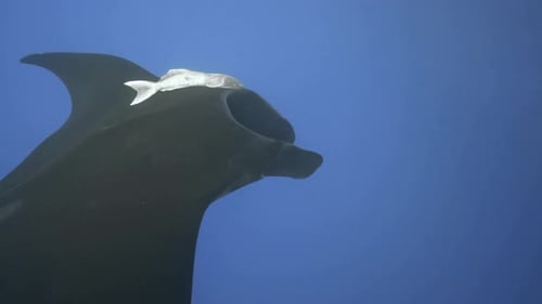 A giant black manta ray with one remora as a companion. Close up. Top view