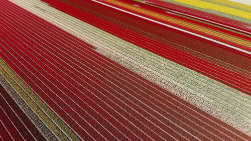 Aerial Cinematic Drone View of Colorful Tulip Fields on a Sunny Day with Clear Blue Skies. Red, Whi