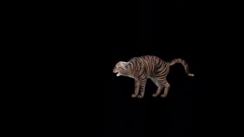 Cat Attack Loop