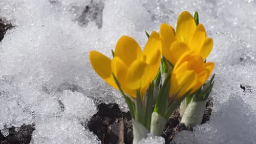 Spring Flowers Bloom Through Melting Snow