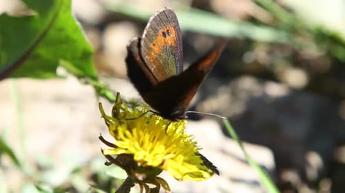 Butterfly and flowers scene in summer in Eyne, Pyrenees, France