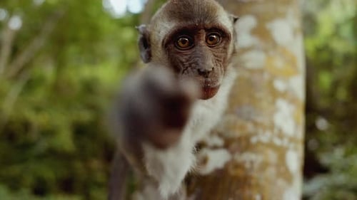 Adorable Monkey Reaching Out in Lush Jungle
